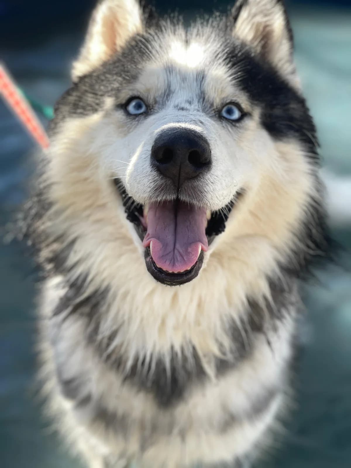 Deus, Long male 3yo Husky for adoption at Triple A Marbella, Marbella
