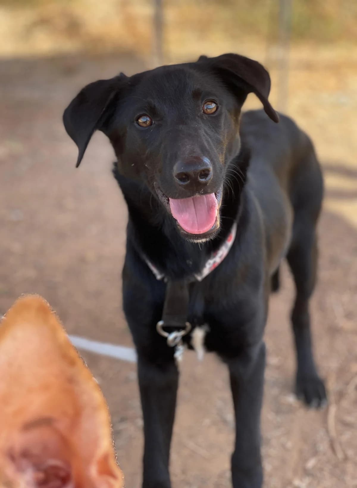 Mona, Medium female puppy mixed breed for adoption at Triple A Marbella, Marbella