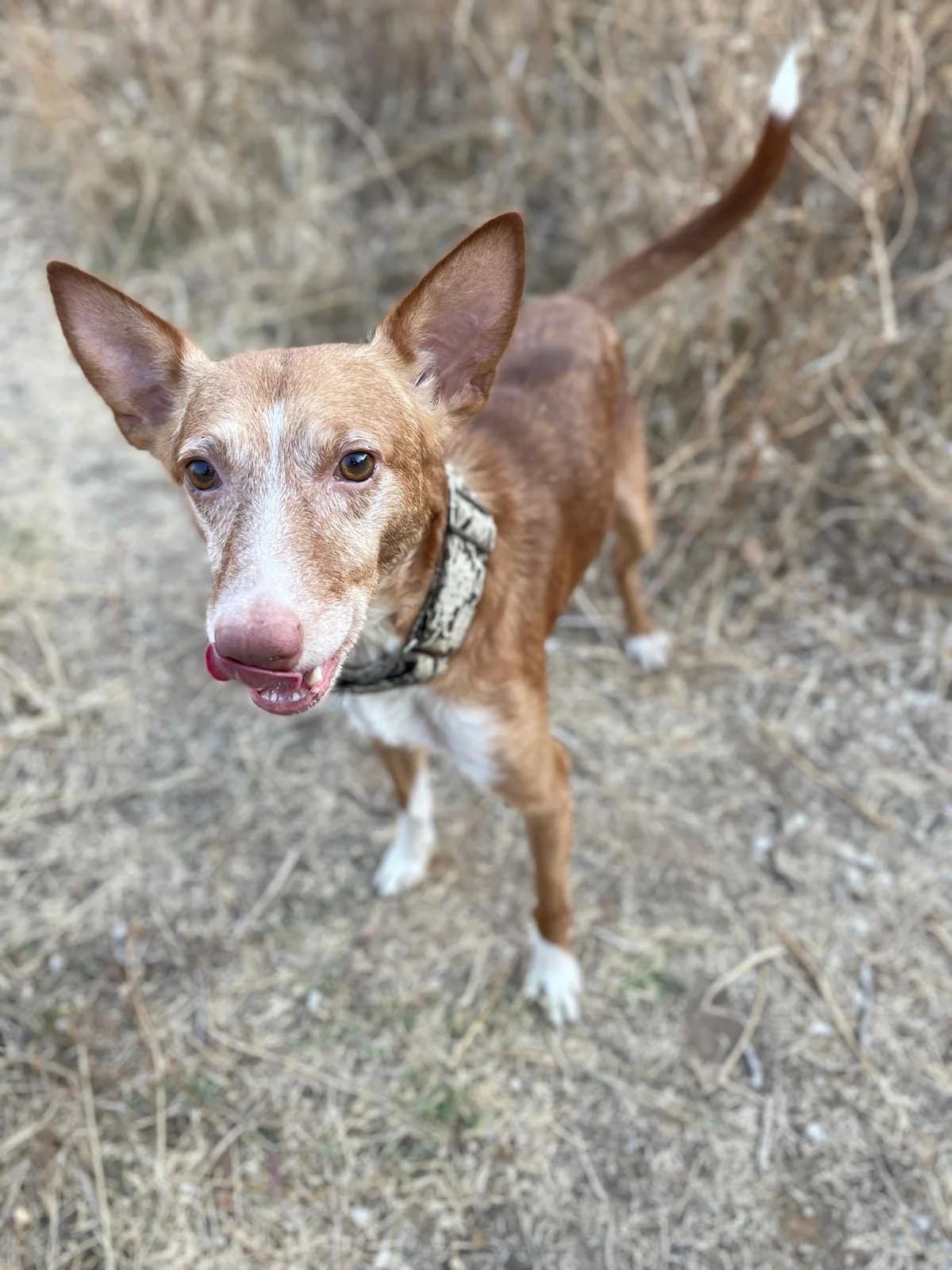 Joseph, Short male 5yo Podenco for adoption at Triple A Marbella, Marbella