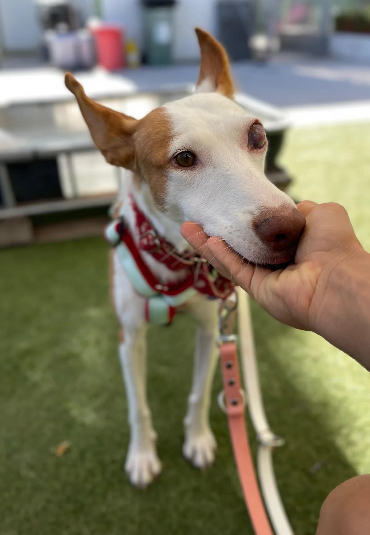 Willow, Podenco (Triple A Marbella)