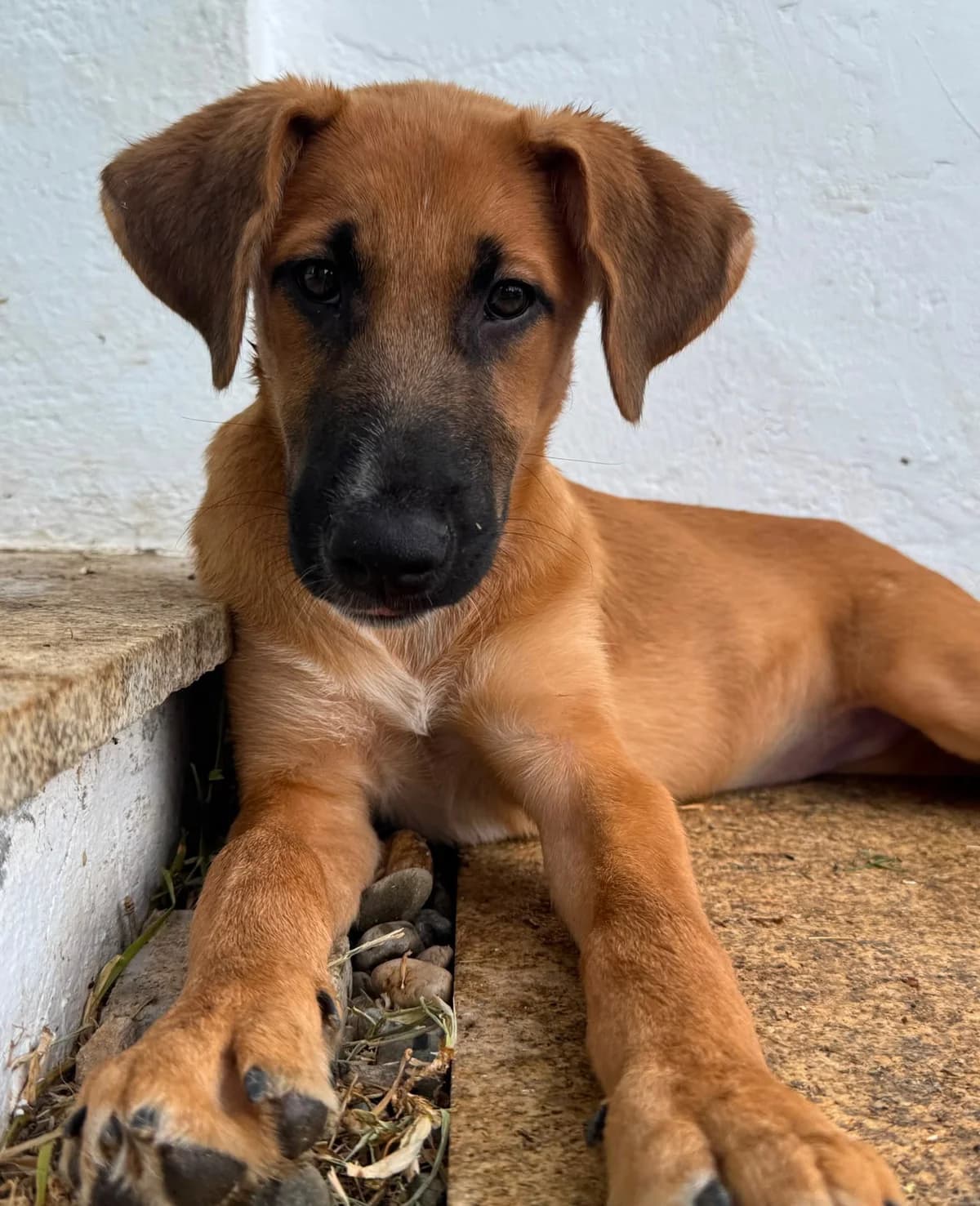 Dexter & Dee Dee, Short male puppy Podenco for adoption at Triple A Marbella, Marbella