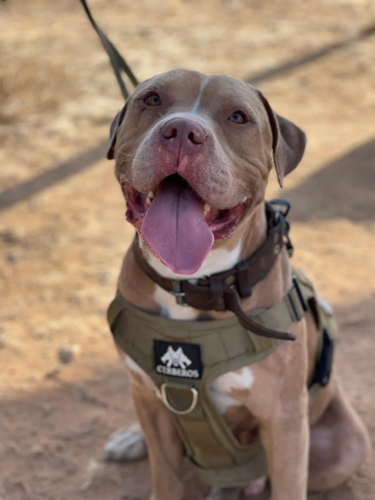 Rhino, Short male young Mixed Breed for adoption at Triple A Marbella, Marbella