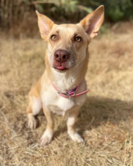 Zoe, Medium female young Mixed Breed for adoption at Triple A Marbella, Marbella