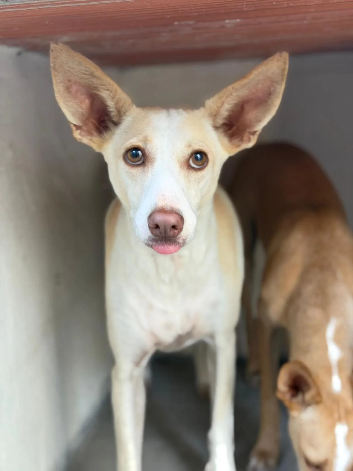 Danae, Short female young Podenco for adoption at Triple A Marbella, Marbella