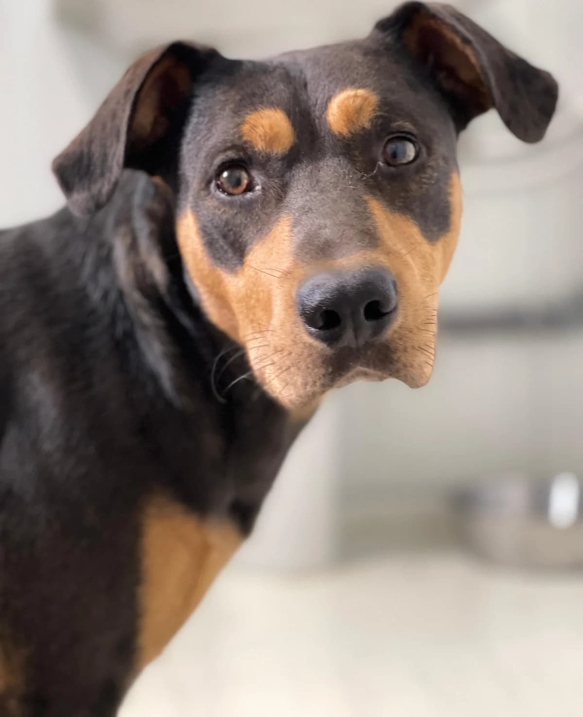 Robin, Short male young Mixed Breed for adoption at Triple A Marbella, Marbella