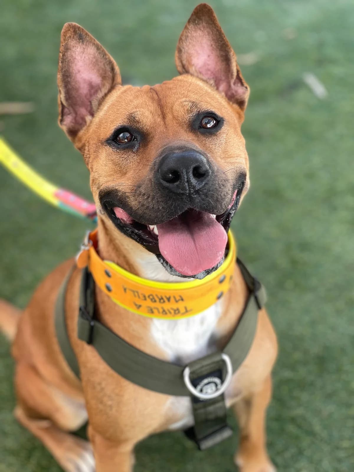 Nala, Short female young American Staffordshire Terrier for adoption at Triple A Marbella, Marbella