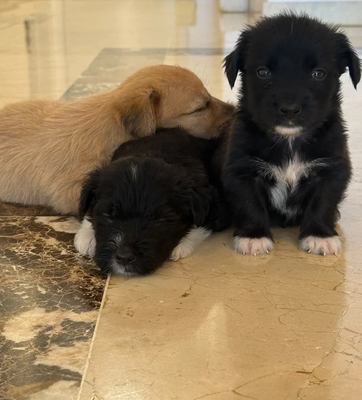 Enya, Beso, Alfie, Medium male puppy Mixed Breed for adoption at Triple A Marbella, Marbella