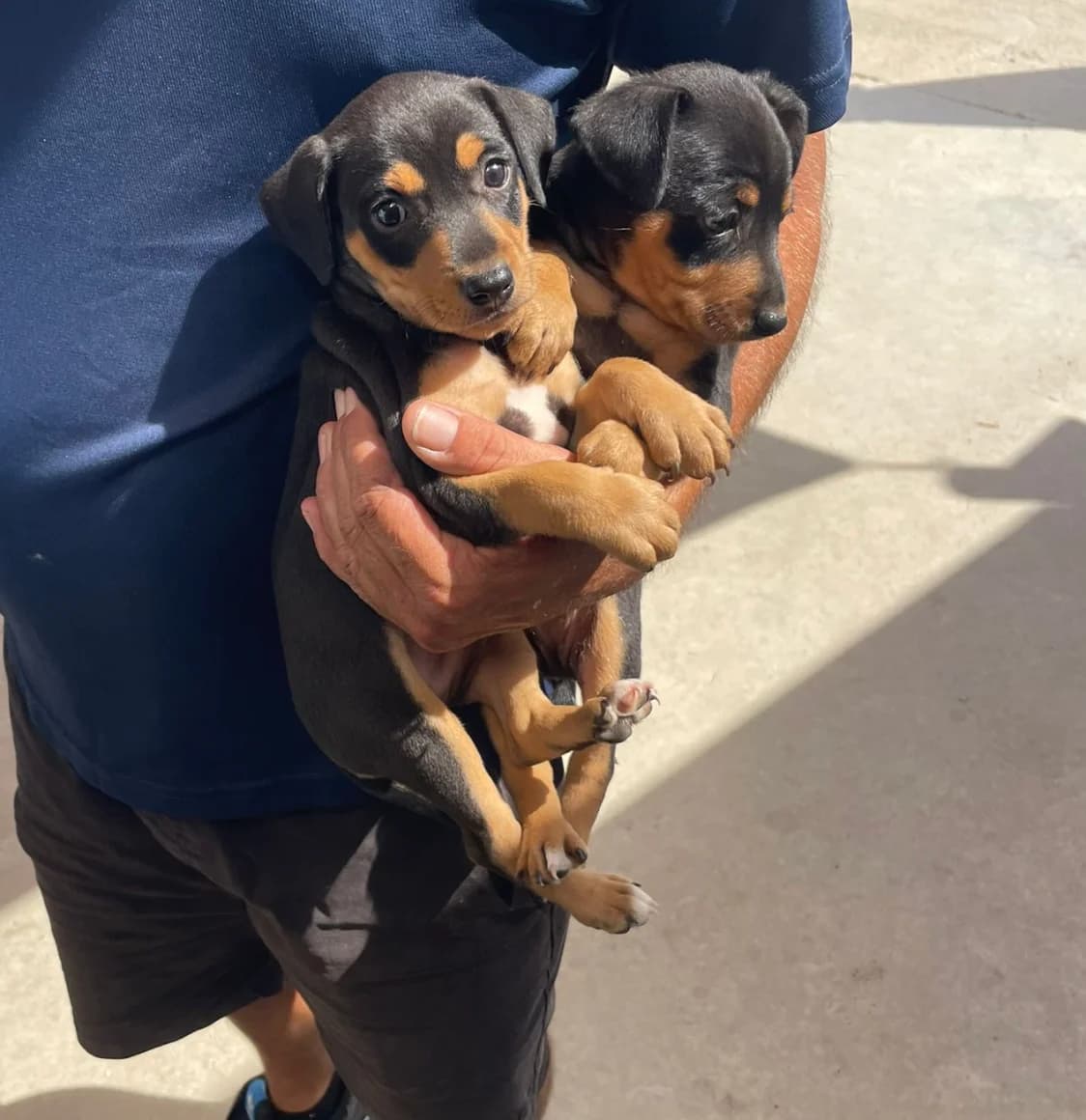Pancho Puppies, Short male puppy Mixed Breed for adoption at Triple A Marbella, Marbella