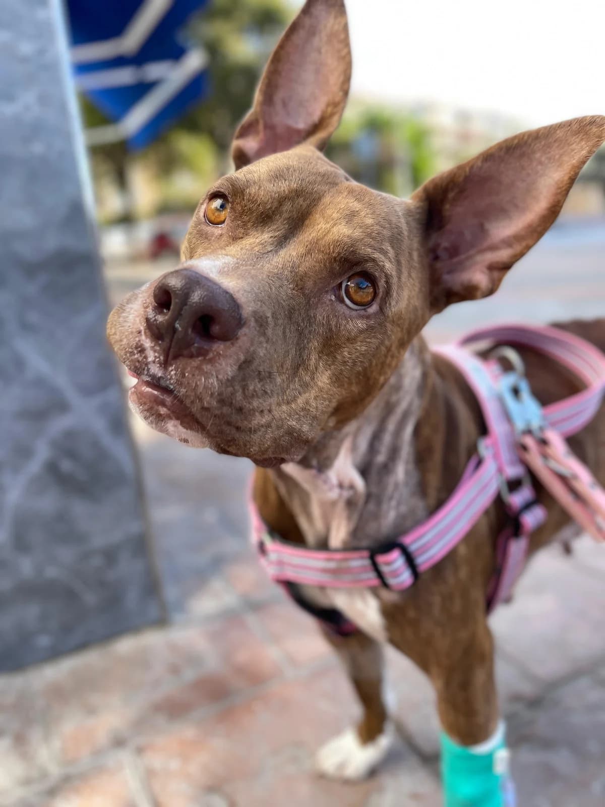 Persia the Survivor, Short female 4yo American Staffordshire Terrier for adoption at Triple A Marbella, Marbella
