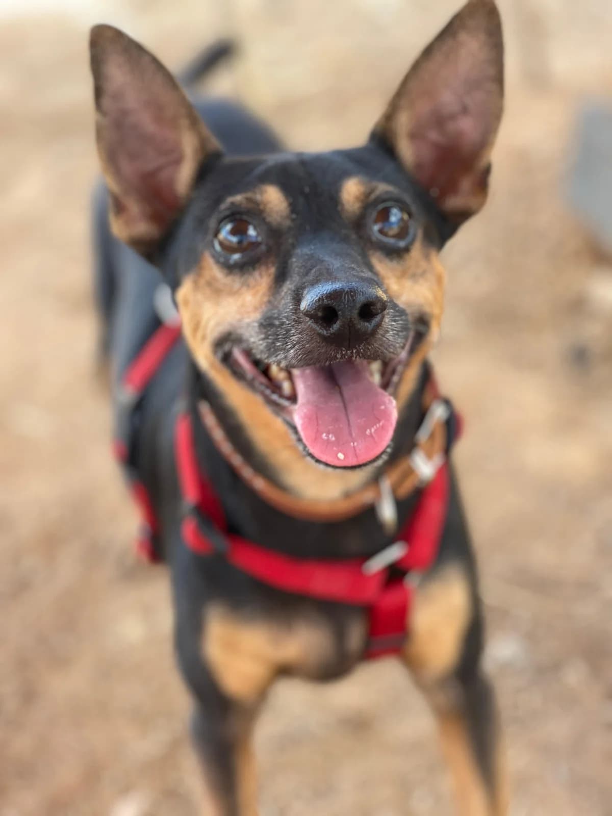 Jerry the Pinscher, Short male 7yo Mixed Breed for adoption at Triple A Marbella, Marbella