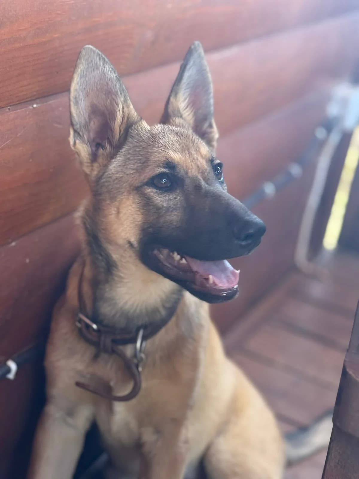 Nova, Medium female puppy Mixed Breed for adoption at Triple A Marbella, Marbella
