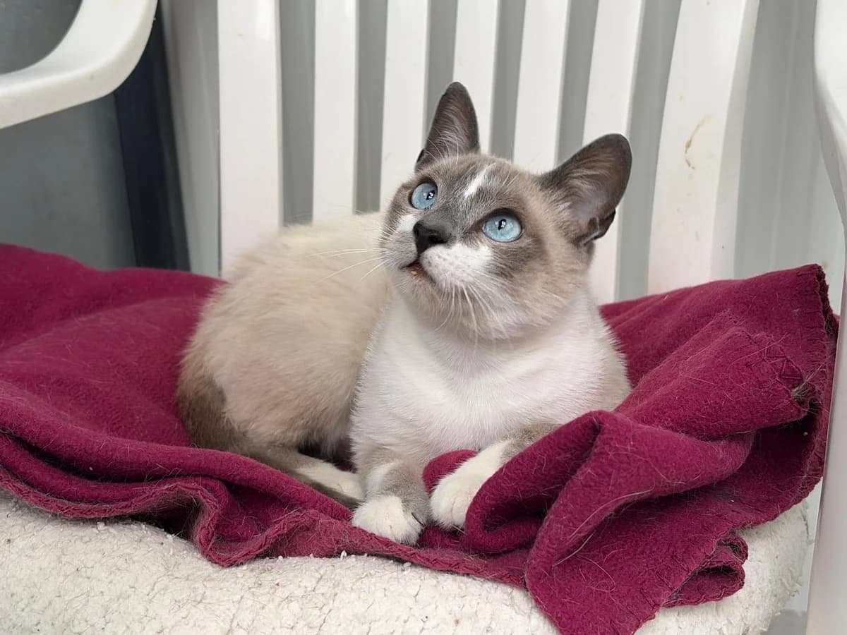 Bimbo +Leucemia, Short male puppy Mixed Breed for adoption at Triple A Marbella, Marbella