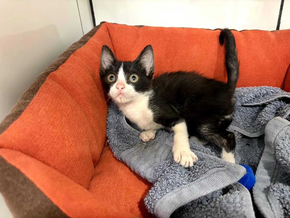 Gilberto, Short male Mixed Breed for adoption at Triple A Marbella, Marbella
