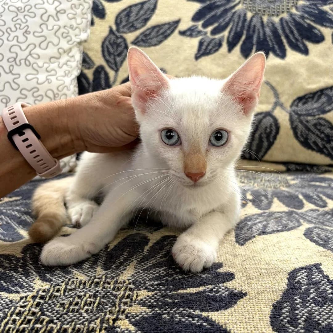 D.Felipe, Short male puppy Mixed Breed for adoption at Triple A Marbella, Marbella