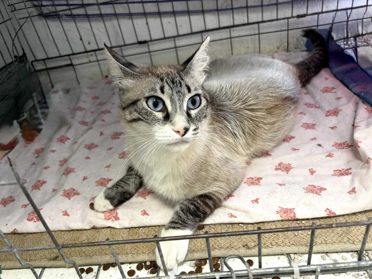 Teddy+Leucemia, Short male young Mixed Breed for adoption at Triple A Marbella, Marbella
