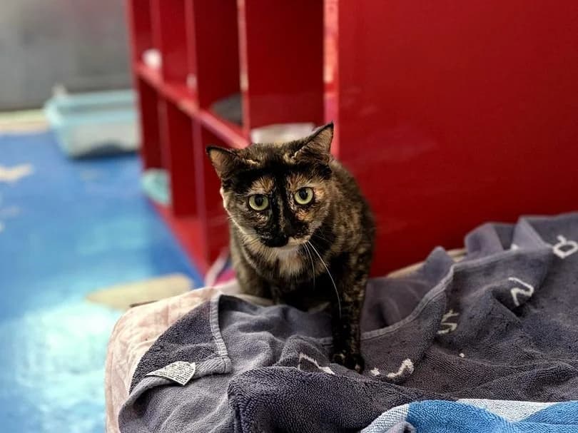 Penelope, Mixed Breed (Triple A Marbella)