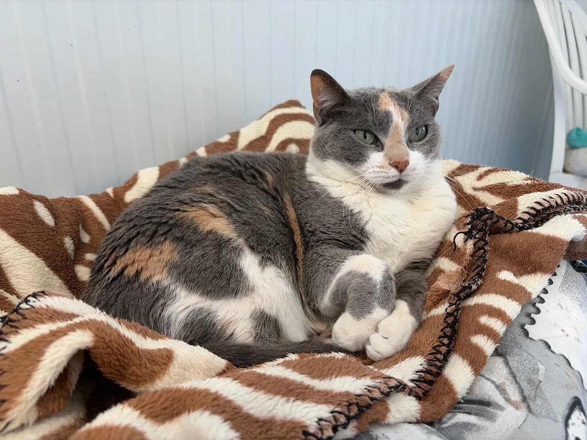 Kitty +Leucemia, Short female 4yo Mixed Breed for adoption at Triple A Marbella, Marbella