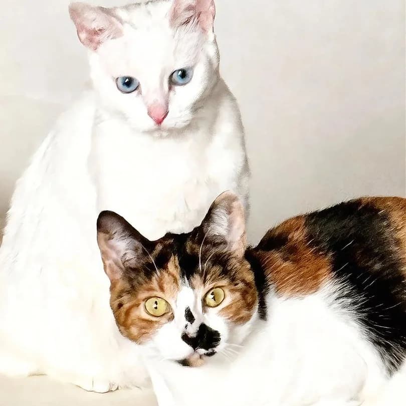Luna y Estrella, Short female young Mixed Breed for adoption at Triple A Marbella, Marbella