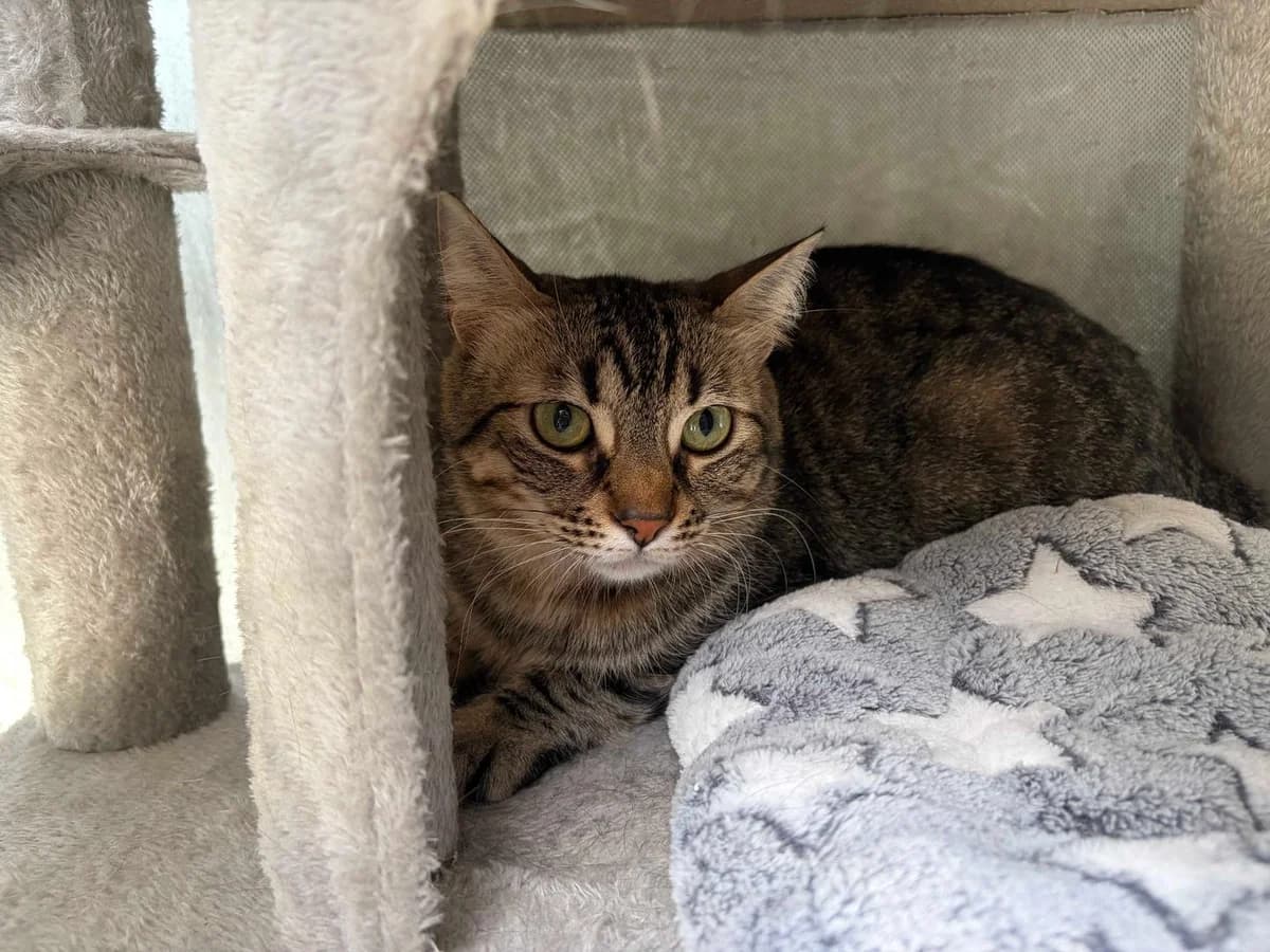 Jazzy, Short male young Domestic Shorthair for adoption at Triple A Marbella, Marbella