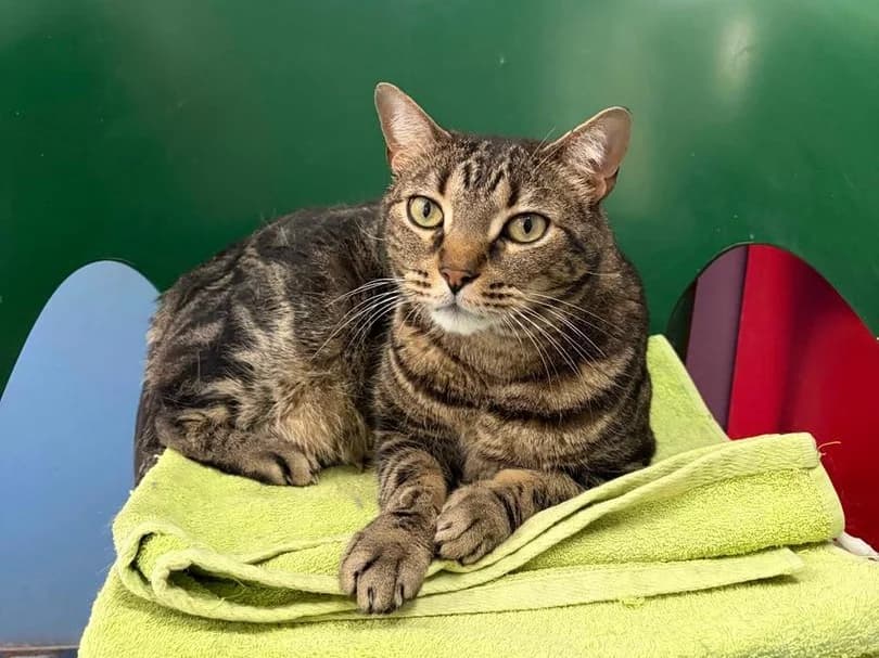 Rafa, Short male 3yo Mixed Breed for adoption at Triple A Marbella, Marbella