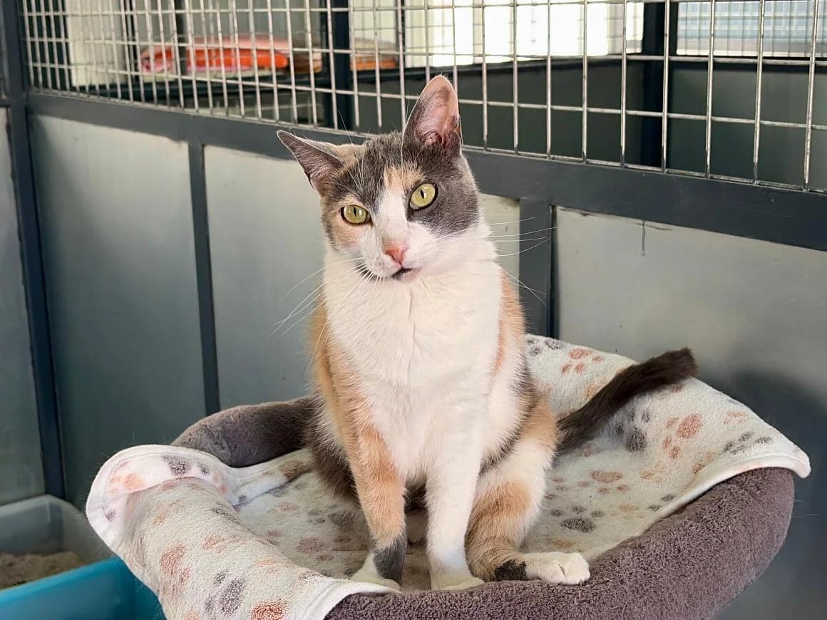 Freya, Short female 3yo Mixed Breed for adoption at Triple A Marbella, Marbella