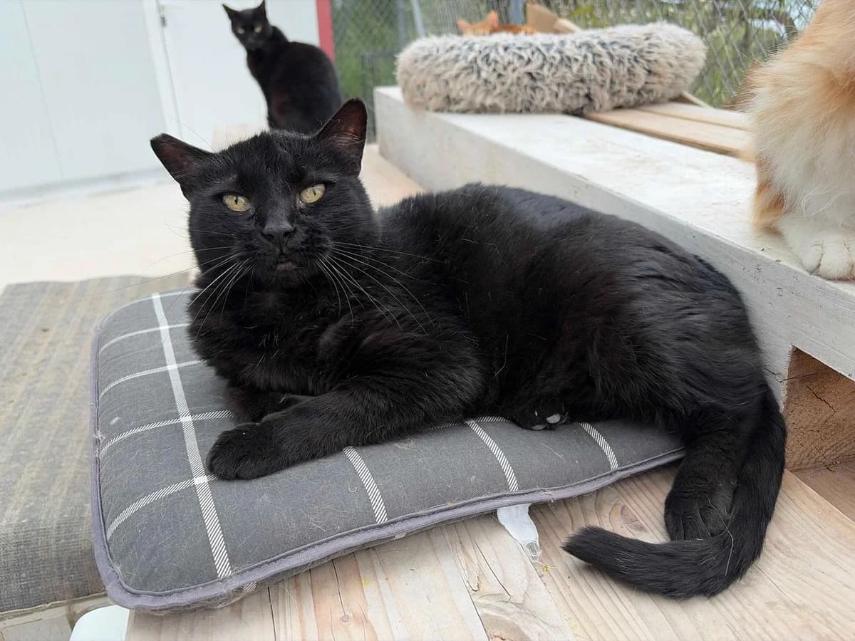 Barry, Short female senior Domestic Shorthair for adoption at Triple A Marbella, Marbella