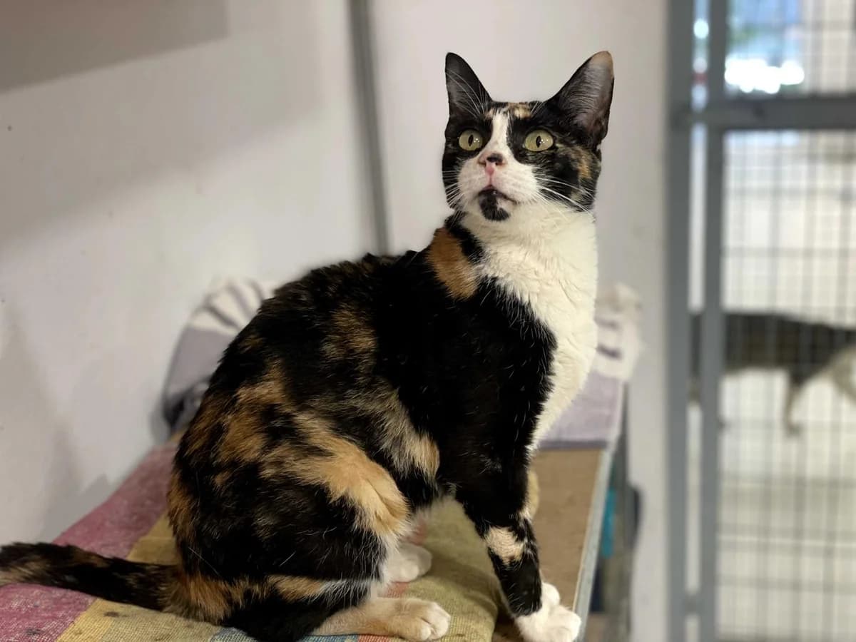 Kitkat, Mixed Breed (Triple A Marbella)