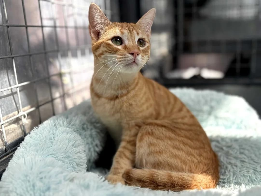 Kevin, Short male young Domestic Shorthair for adoption at Triple A Marbella, Marbella