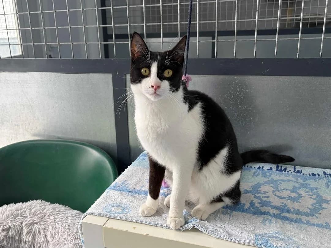 Shelly, Short female young Domestic Shorthair for adoption at Triple A Marbella, Marbella