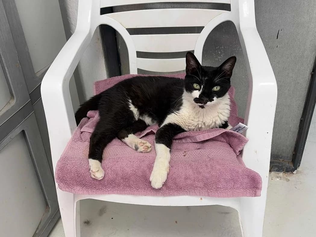Shane, Short male 6yo Domestic Shorthair for adoption at Triple A Marbella, Marbella