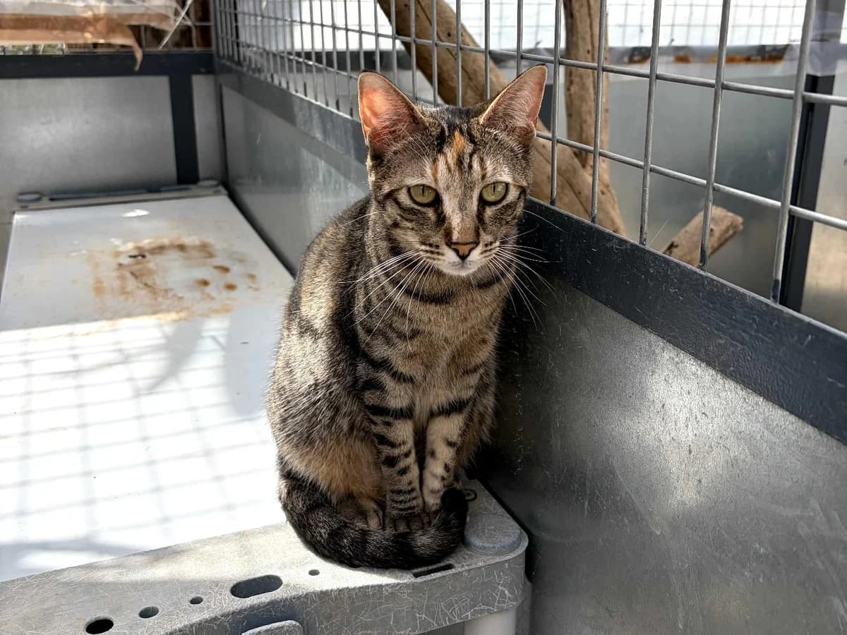 Elissa, Short female young Domestic Shorthair for adoption at Triple A Marbella, Marbella