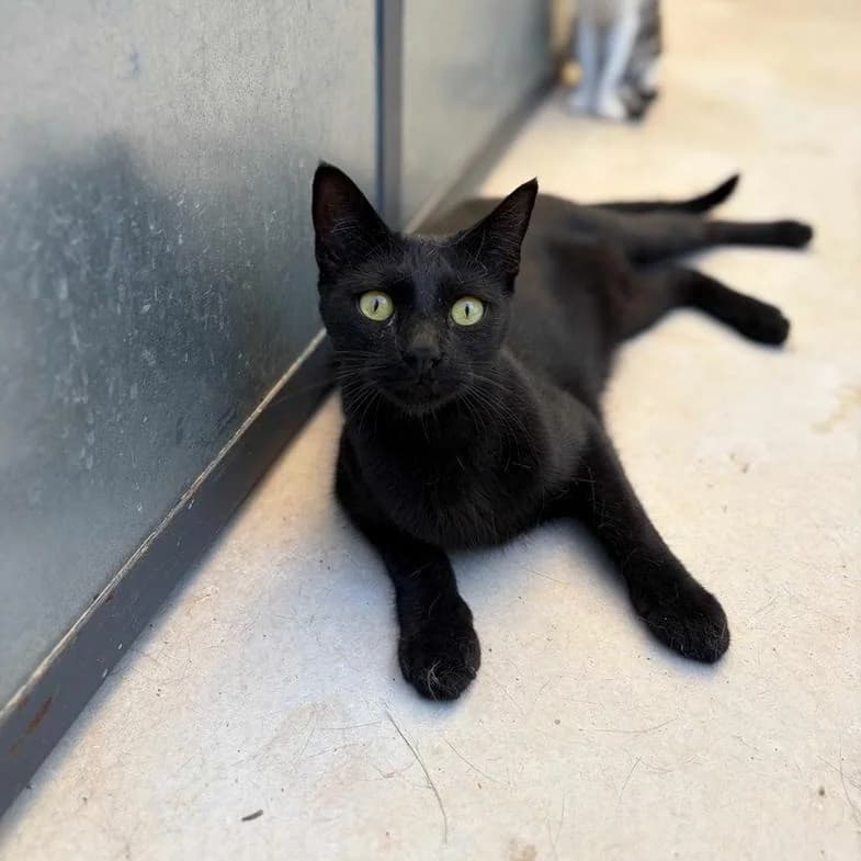 Andrew, Short male young Mixed Breed for adoption at Triple A Marbella, Marbella