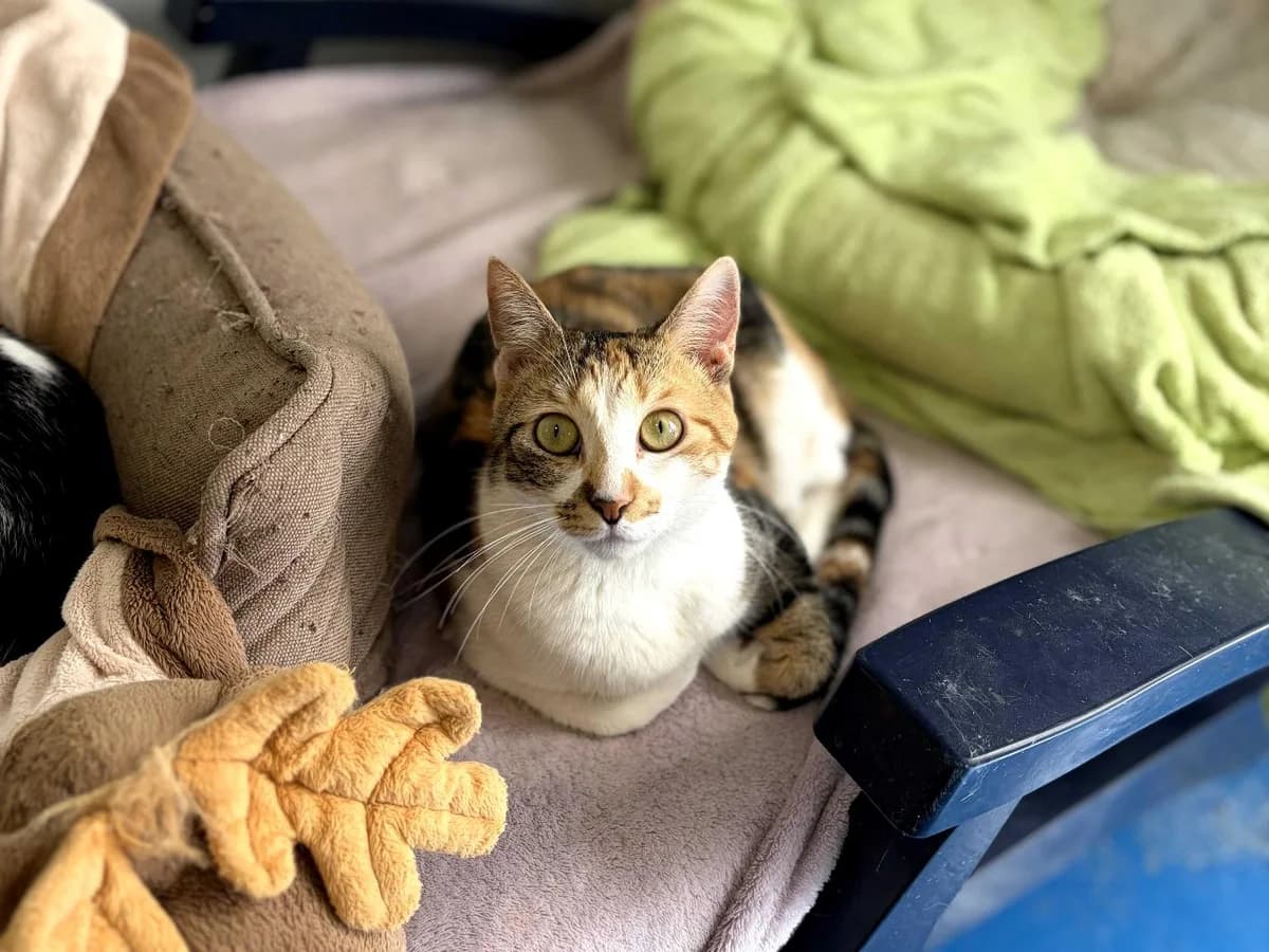 Moxie, Short female young Domestic Shorthair for adoption at Triple A Marbella, Marbella