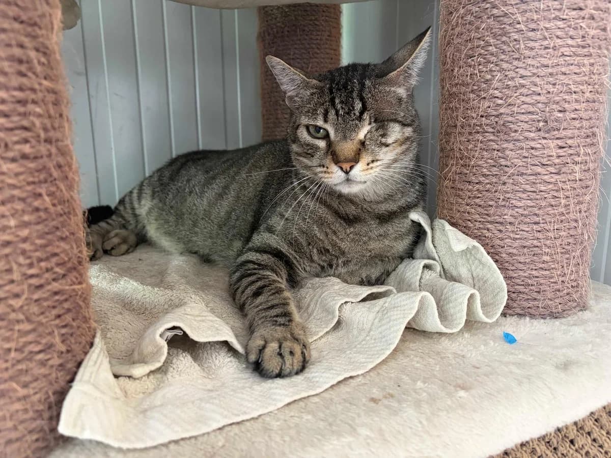 Mini Miau, Short male 6yo Mixed Breed for adoption at Triple A Marbella, Marbella