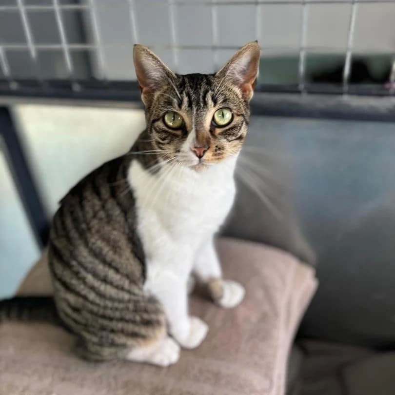 Molly, Short female young Mixed Breed for adoption at Triple A Marbella, Marbella