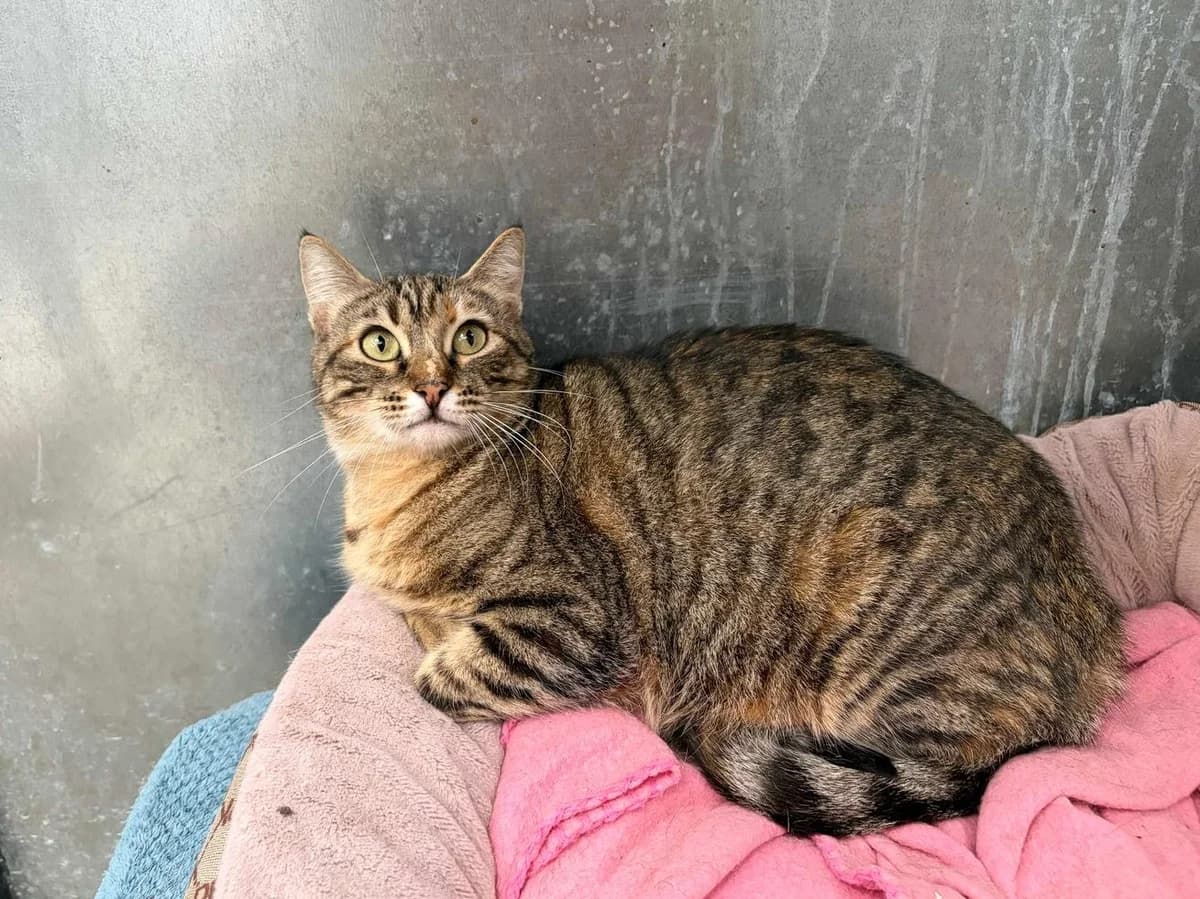 iris, Short female young Domestic Shorthair for adoption at Triple A Marbella, Marbella