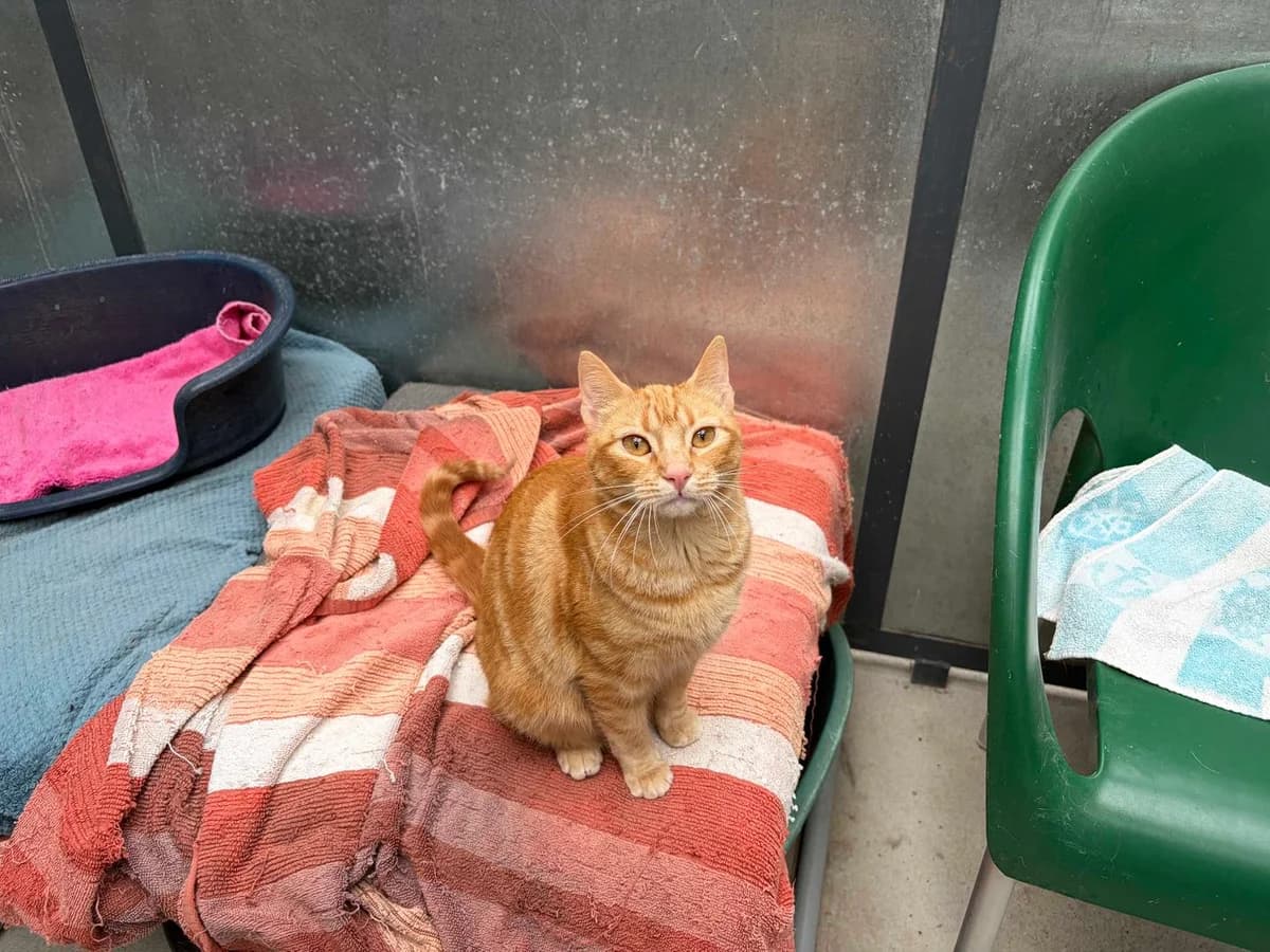 Lotus, Short female young Domestic Shorthair for adoption at Triple A Marbella, Marbella