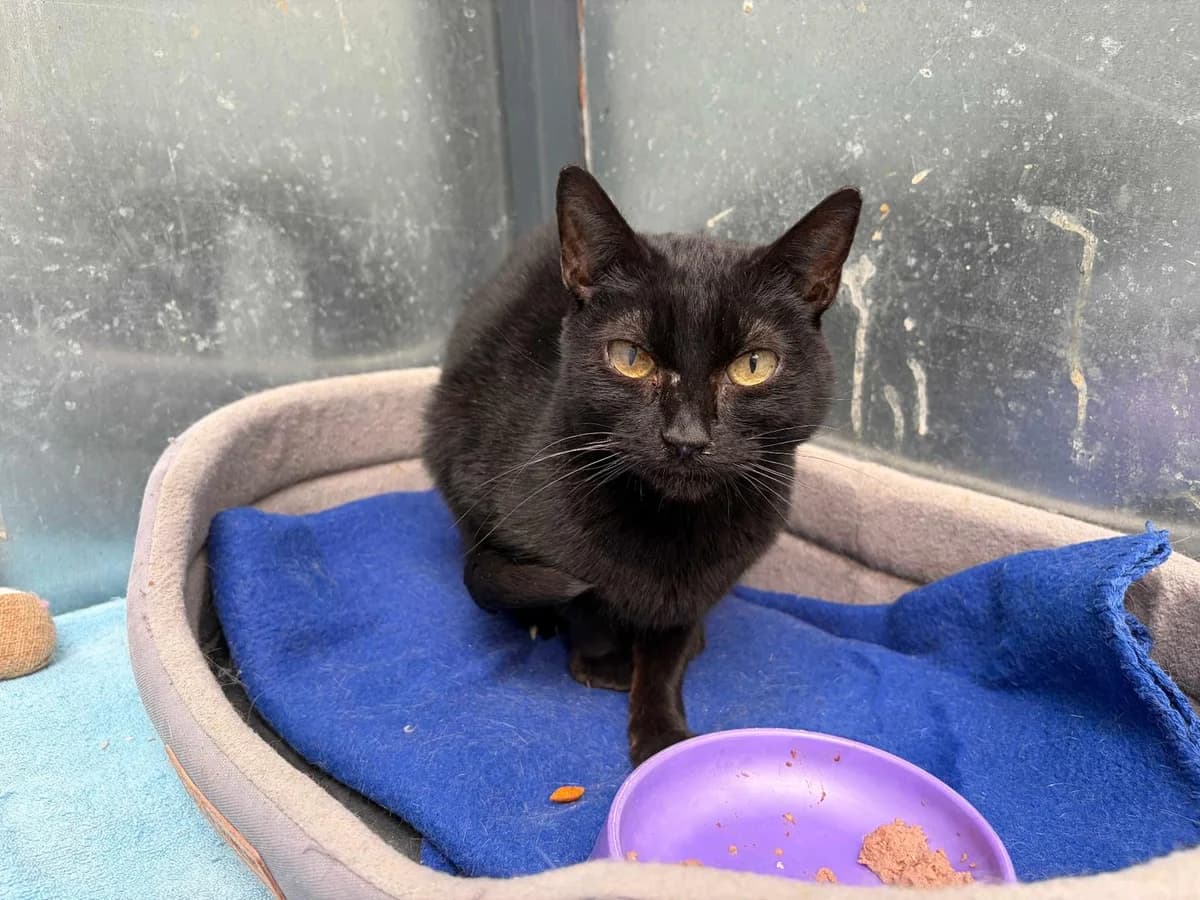 Marina+Leucemia, Short female young Domestic Shorthair for adoption at Triple A Marbella, Marbella