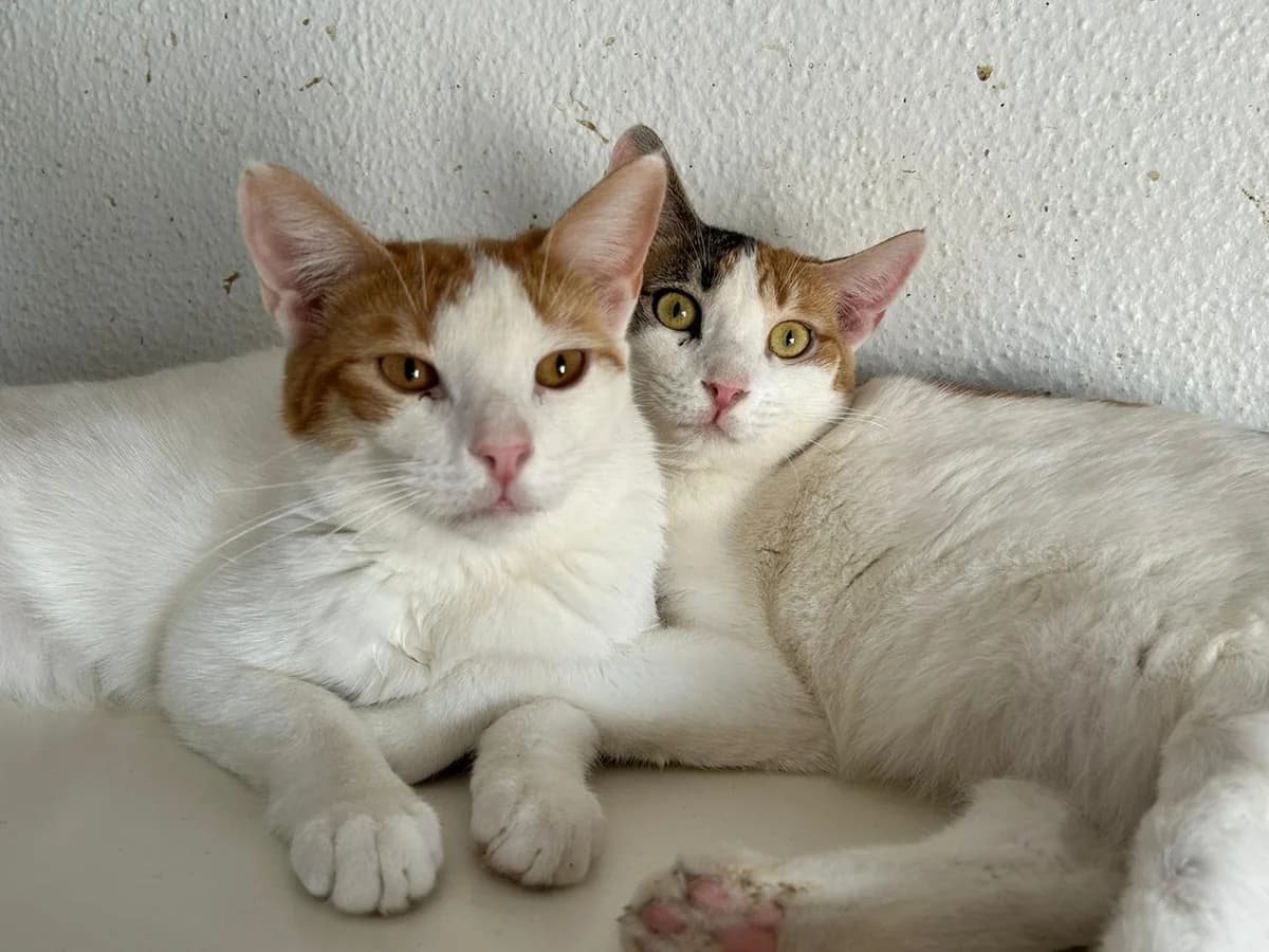 Nevado y Kitty, Short male young Domestic Shorthair for adoption at Triple A Marbella, Marbella