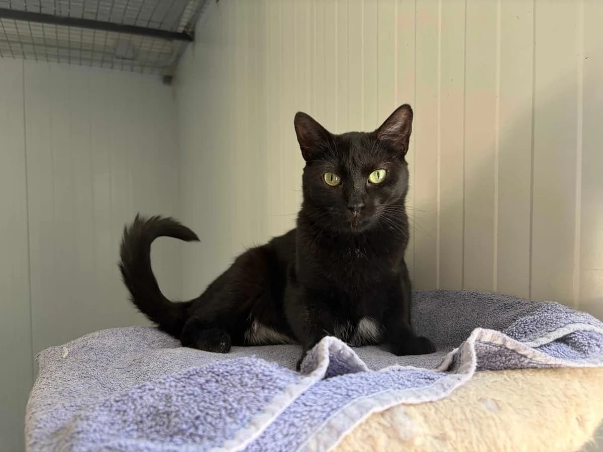 Dana, Short female young Domestic Shorthair for adoption at Triple A Marbella, Marbella