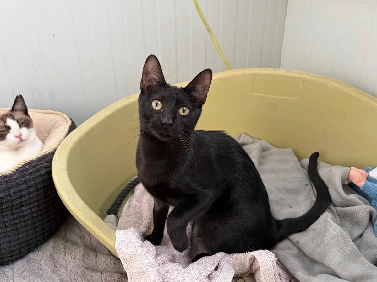 Vivi, Short female puppy Mixed Breed for adoption at Triple A Marbella, Marbella