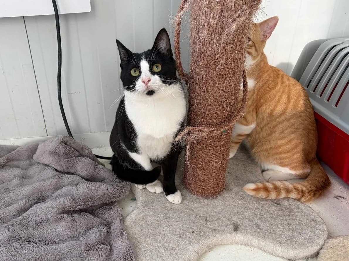 Tipsi, Short male puppy Domestic Shorthair for adoption at Triple A Marbella, Marbella