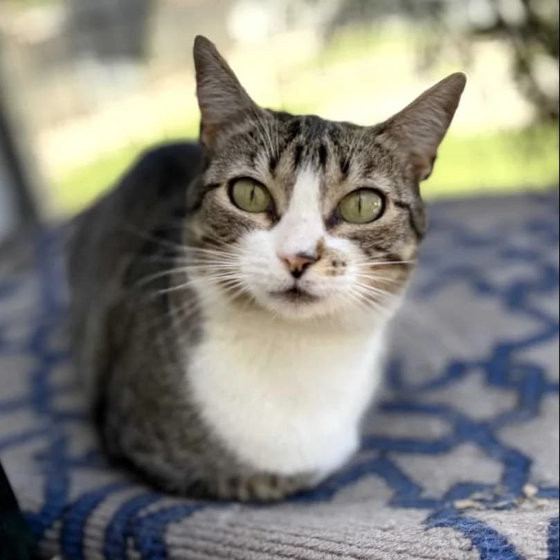 Lilly, Short female young Domestic Shorthair for adoption at Triple A Marbella, Marbella