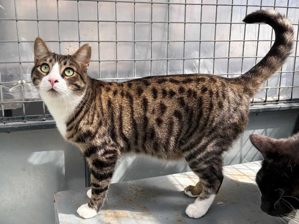Tigre, Short male young Domestic Shorthair for adoption at Triple A Marbella, Marbella