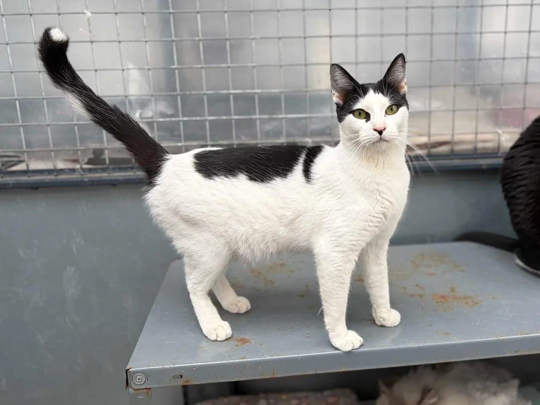 Fossy, Short male puppy Domestic Shorthair for adoption at Triple A Marbella, Marbella