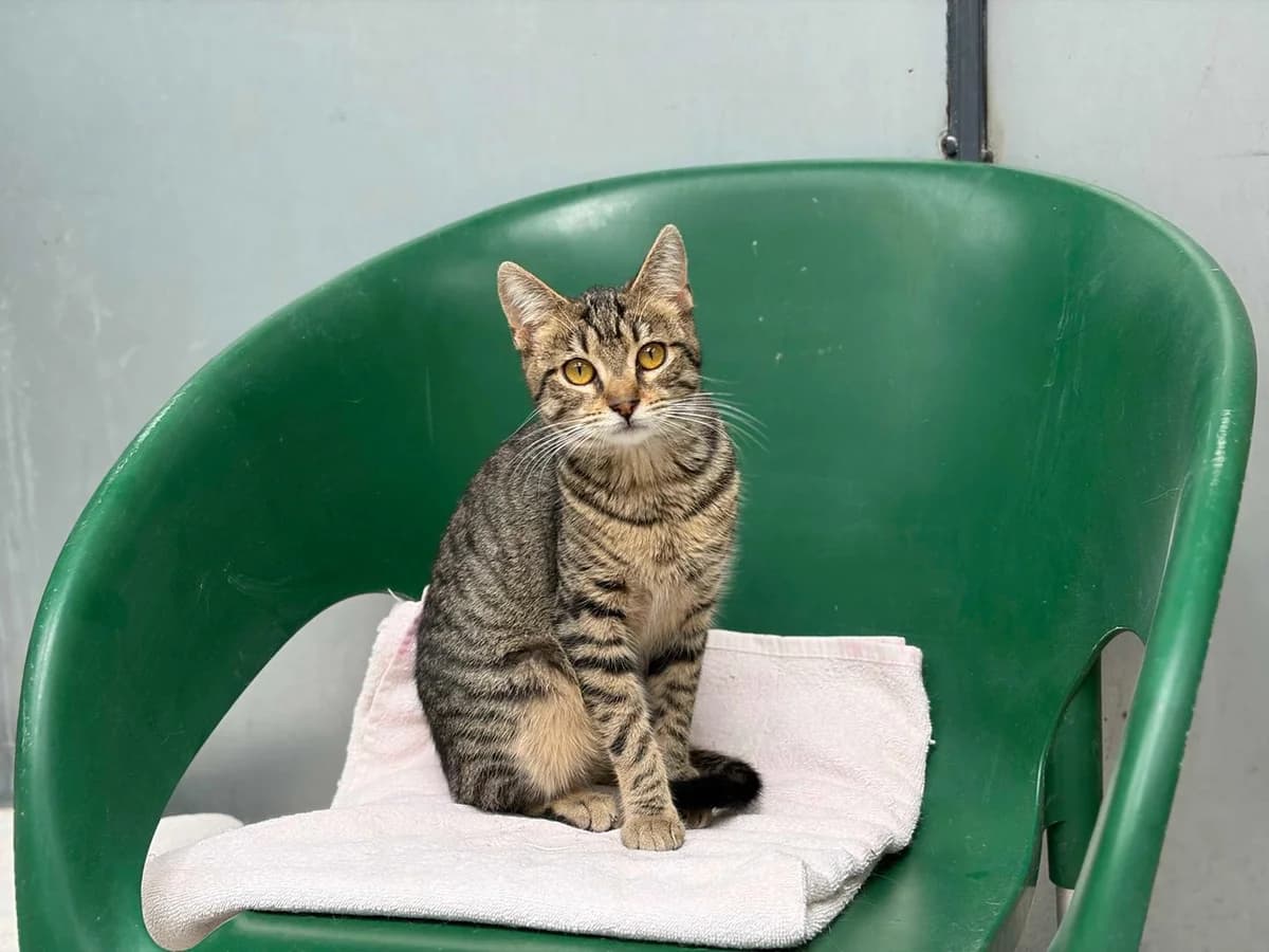 Conny, Short female puppy Domestic Shorthair for adoption at Triple A Marbella, Marbella