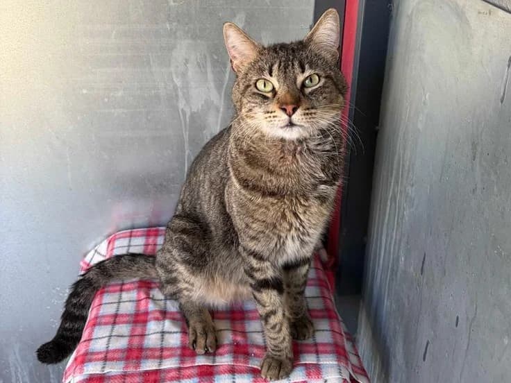 Dolly Boy, Short male 4yo Domestic Shorthair for adoption at Triple A Marbella, Marbella