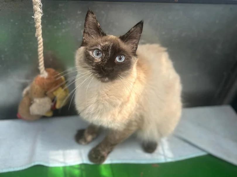 Dafne, Mixed Breed (Triple A Marbella)