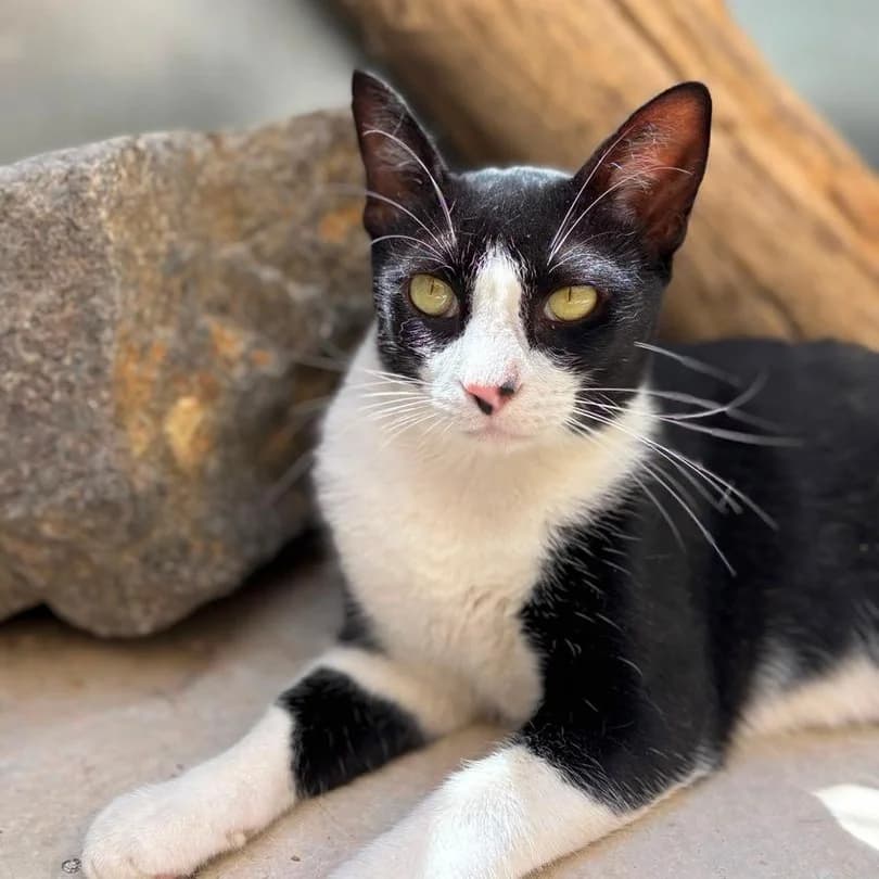 Laslo, Short male 3yo Domestic Shorthair for adoption at Triple A Marbella, Marbella