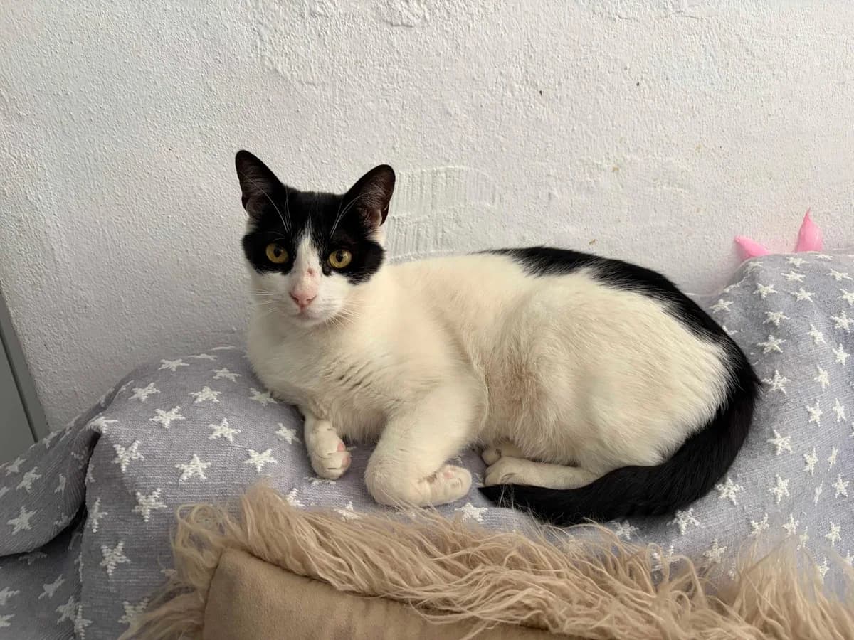 Willy, Short male young Mixed Breed for adoption at Triple A Marbella, Marbella